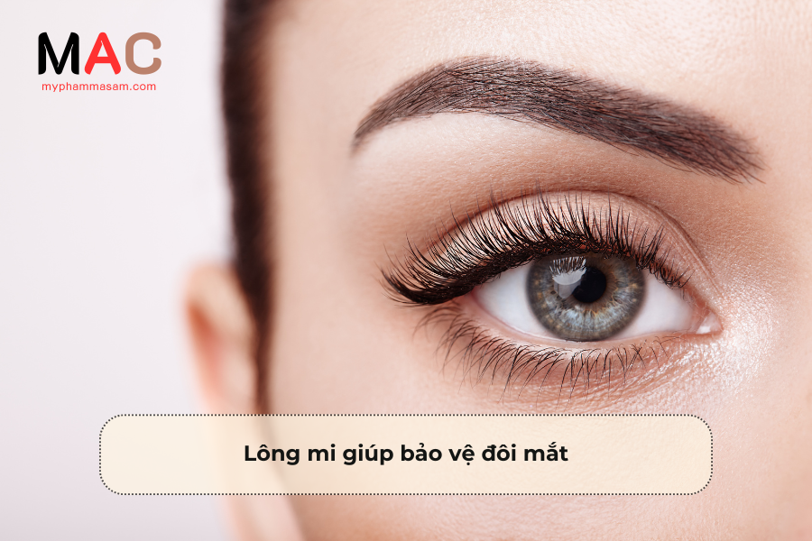 Lông mi giúp bảo vệ đôi mắt